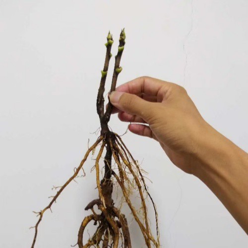 2 branche pivoine