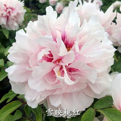 La neige reflète les fleurs de pêche et les pivoines