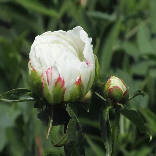 Pivoine blanche Fleurs fraîches coupées